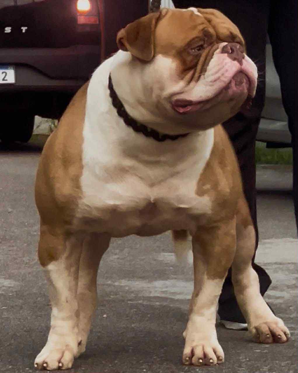 American Bulldog hero