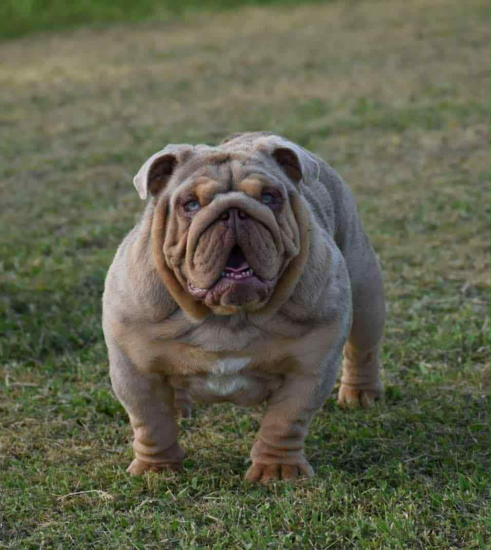 English Bulldog 1