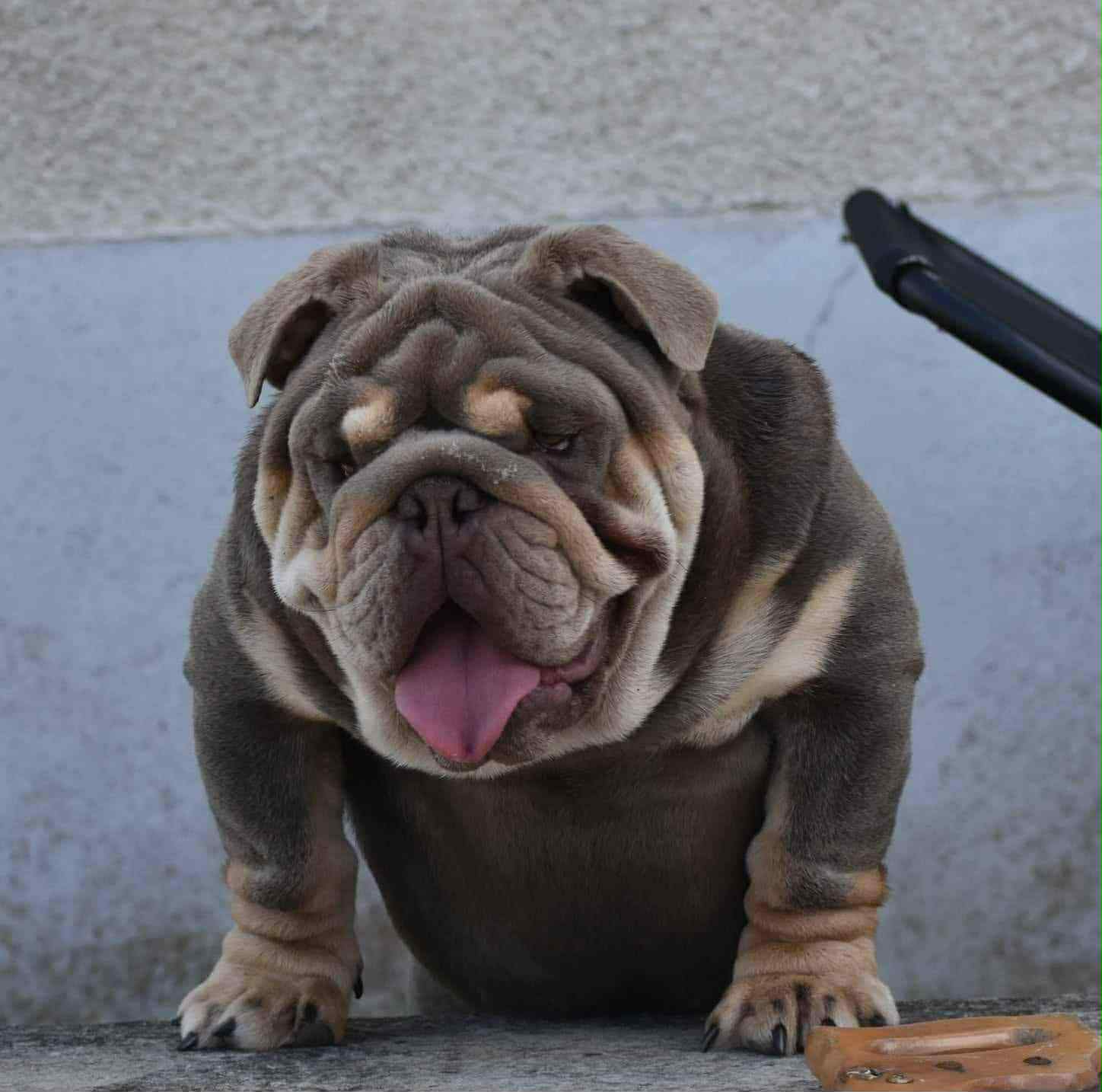 English Bulldog 2