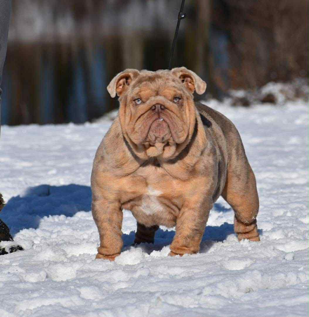 English Bulldog 3