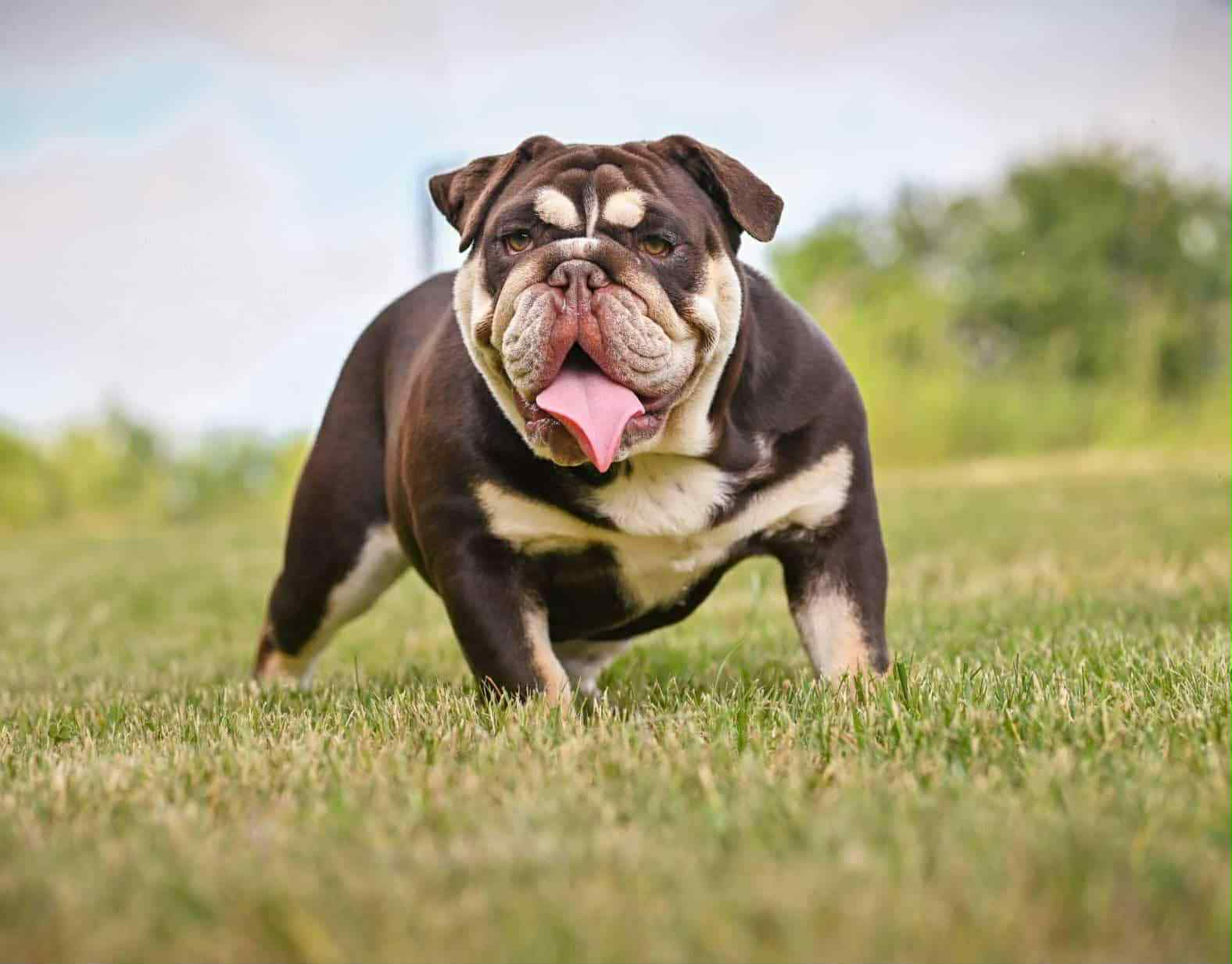 English Bulldog 5