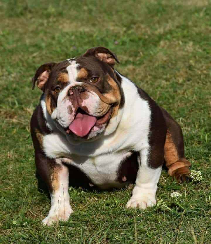 English Bulldog hero