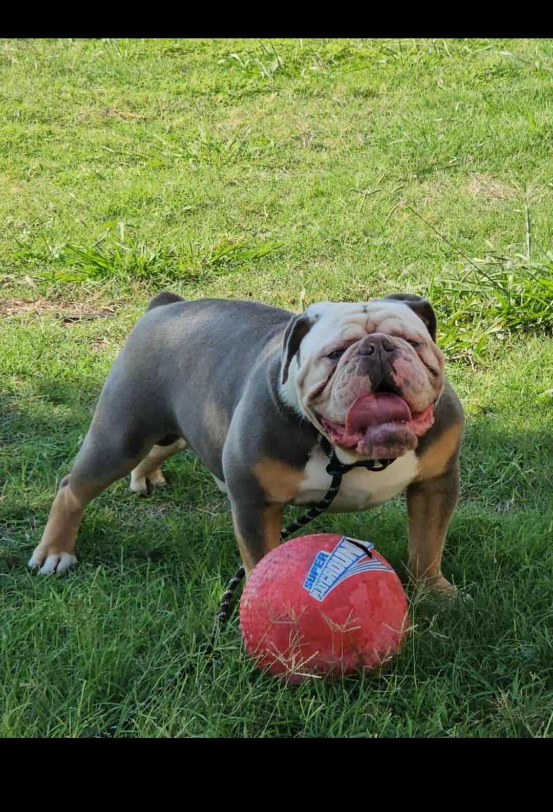 Olde English Bulldogge 1