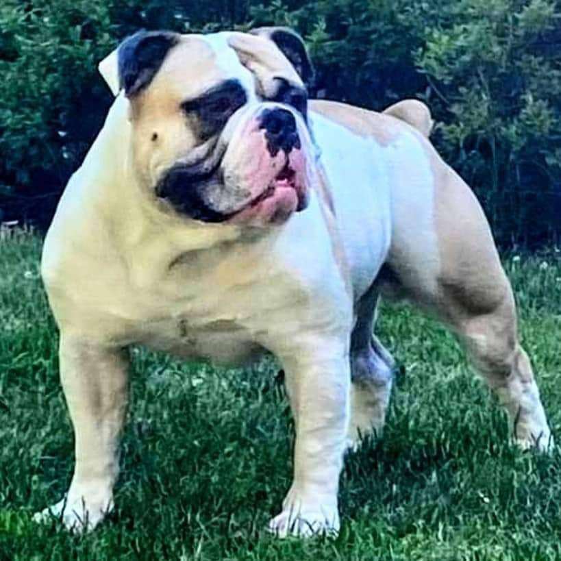Olde English Bulldogge 2