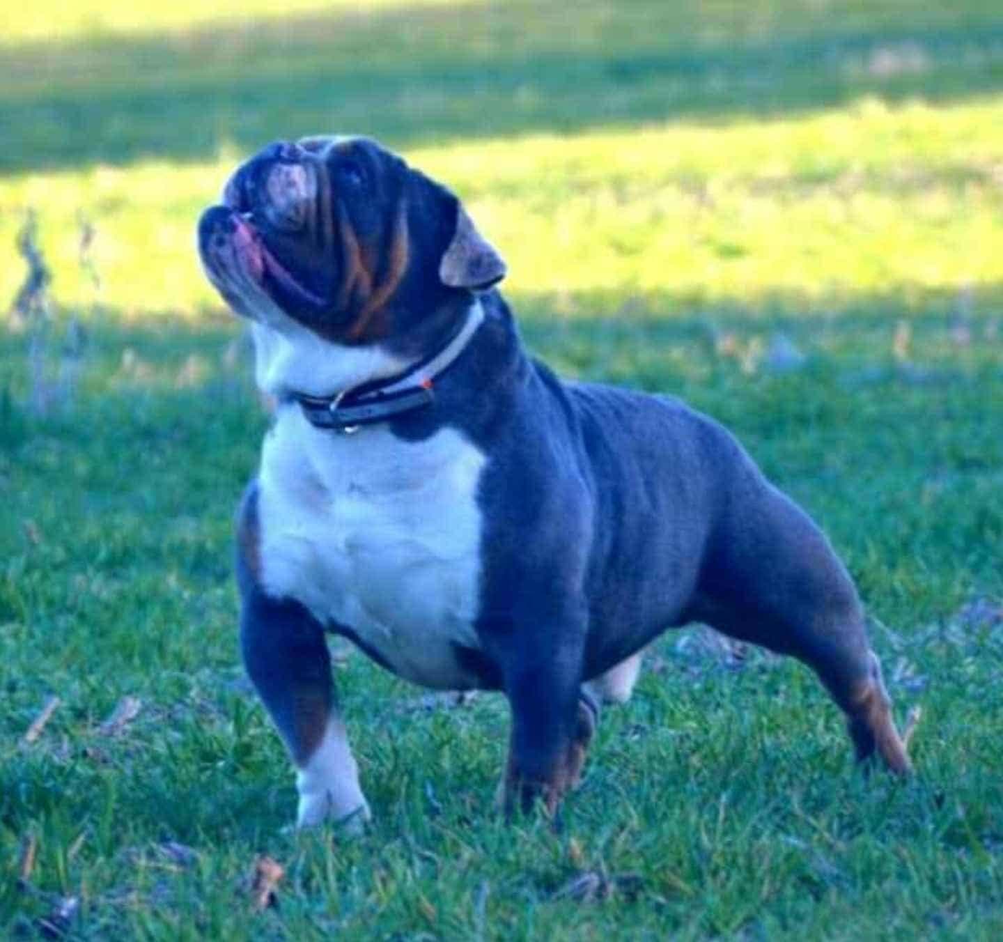 Olde English Bulldogge 3