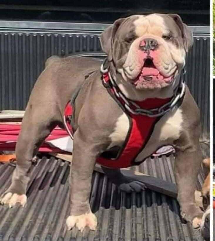 Olde English Bulldogge 4