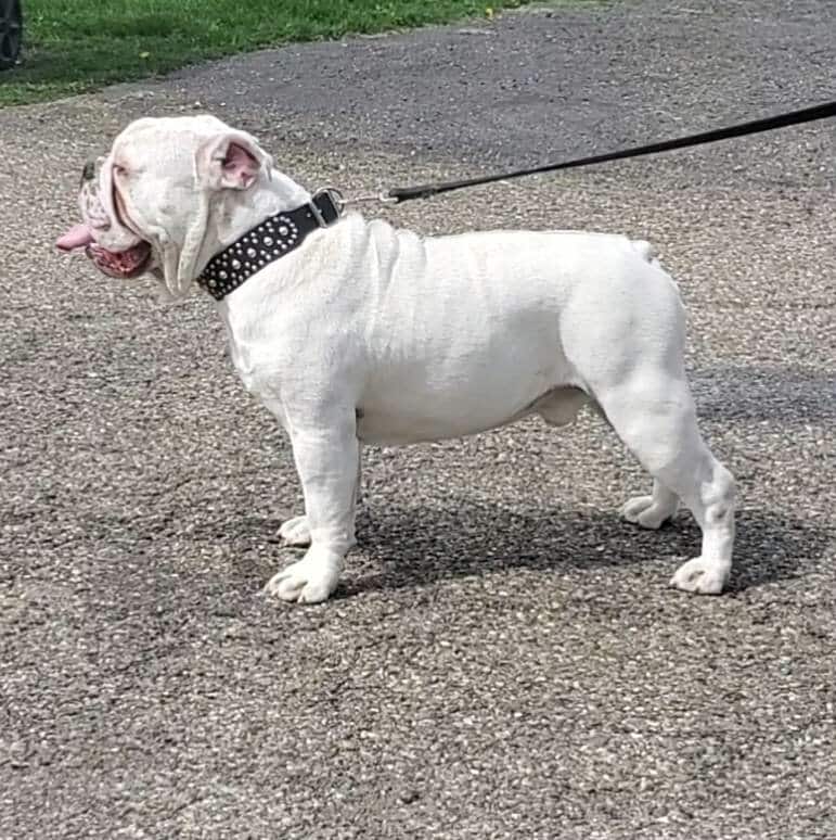 Olde English Bulldogge 5