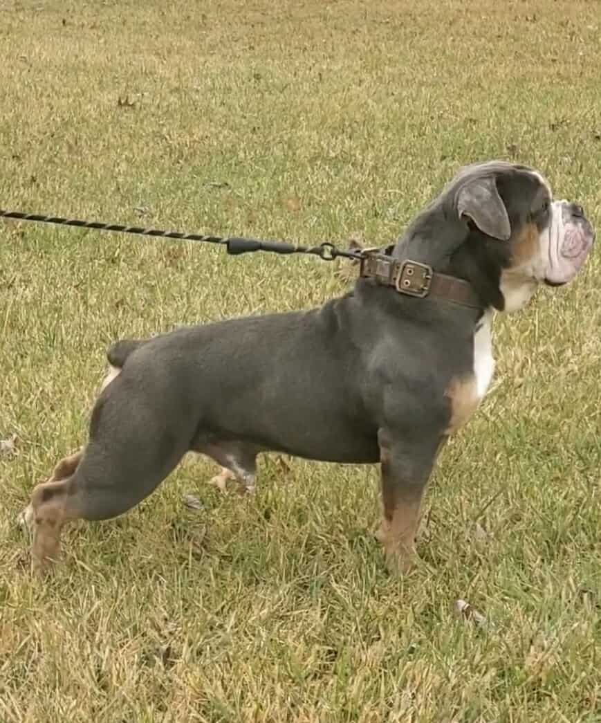 Olde English Bulldogge hero