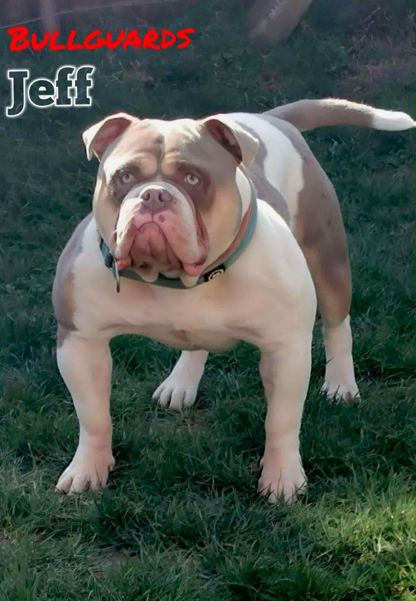 Bulldog portrait