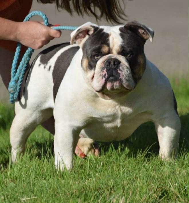 Ideal Bulldog — muscular, blocky, family-first temperament